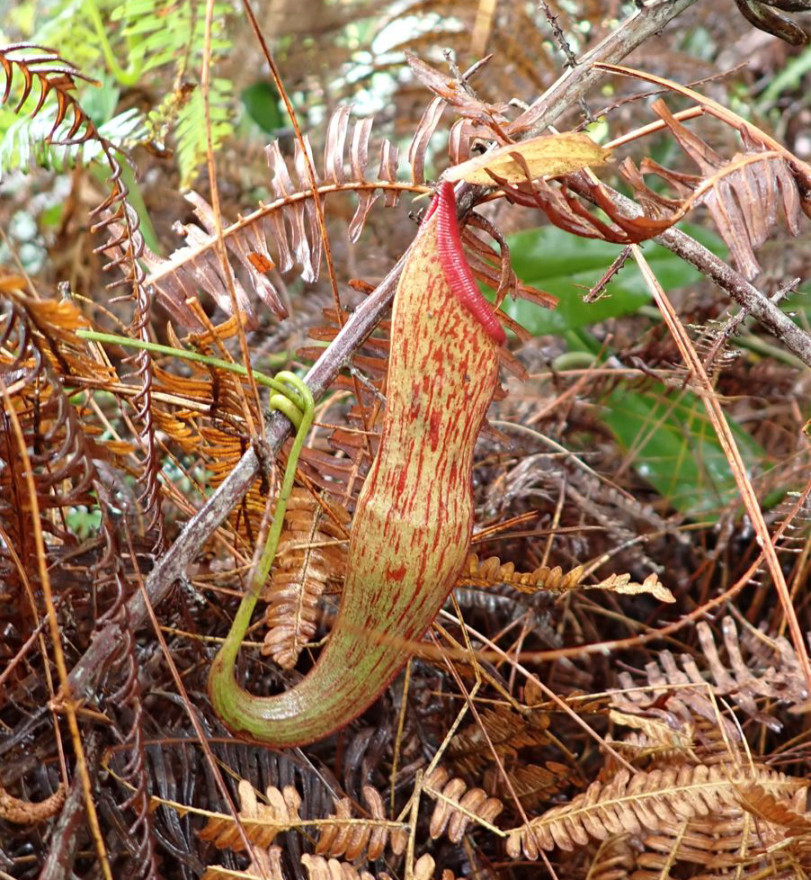 Beberapa Flora dan Fauna Langka Ditemukan di Gunung Canggah Jabar Beberapa Flora dan Fauna Langka Ditemukan di Gunung Canggah Jabar