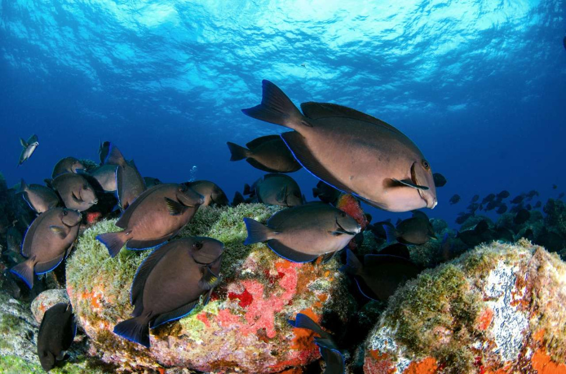 Destinasi Wisata Bawah Laut Terindah di Dunia Destinasi Wisata Bawah Laut Terindah di Dunia