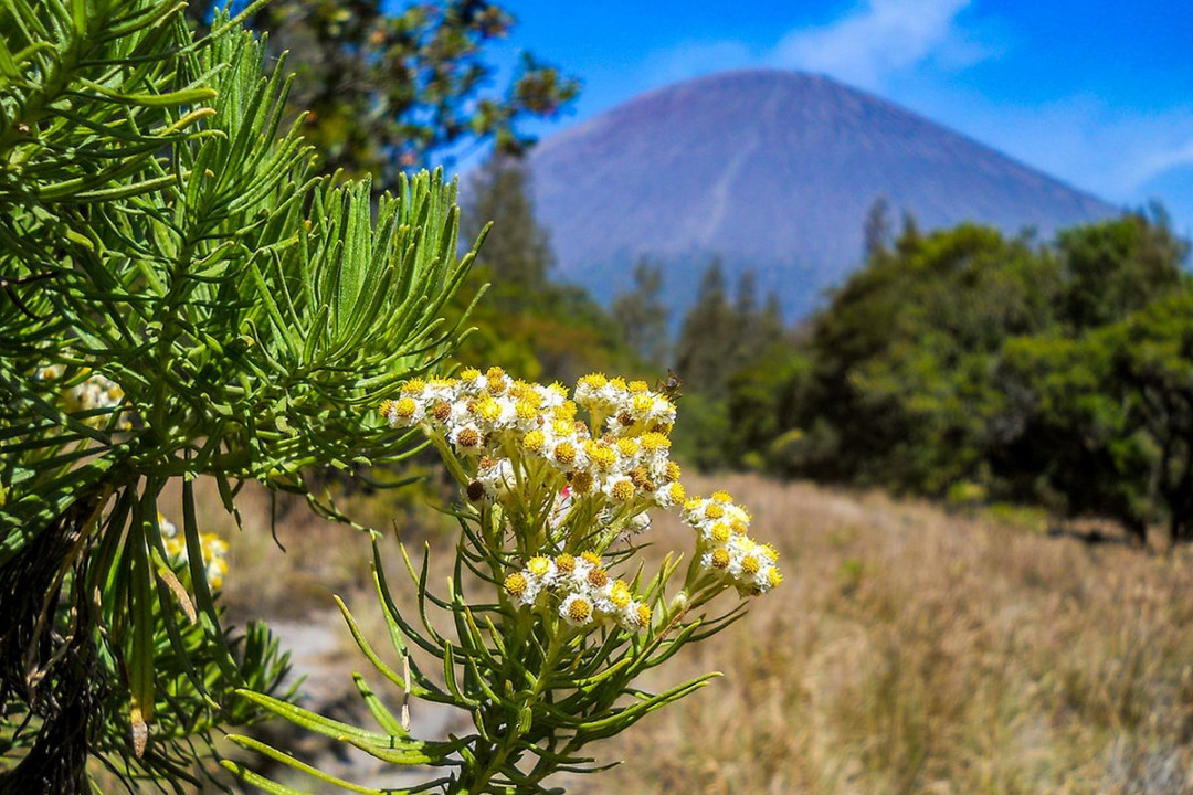 Gunung Ini Punya Pemandangan Edelweiss yang Indah, tapi Tidak Gunung Ini Punya Pemandangan Edelweiss yang Indah, tapi Tidak