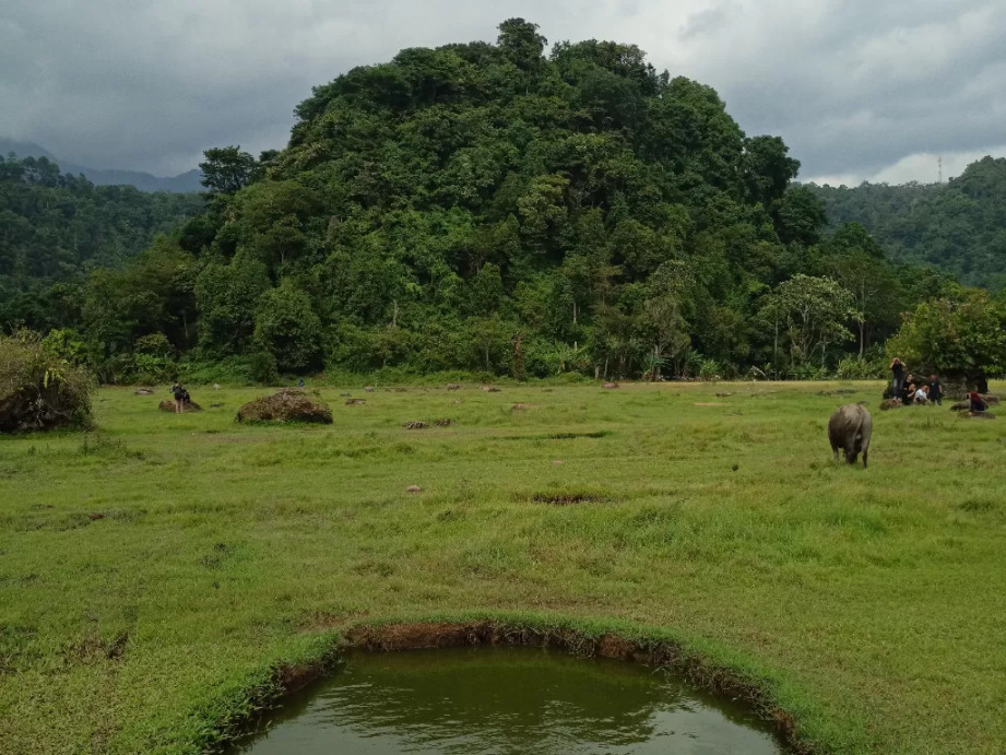 Keindahan Padang Savana di Kaki Gunung Rajabasa, Terhampar Luas Keindahan Padang Savana di Kaki Gunung Rajabasa, Terhampar Luas