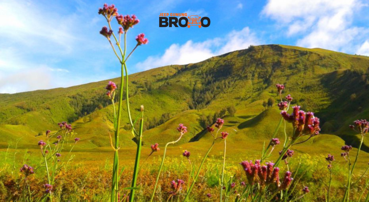 Padang Savana Bukit Teletubbies : Spot Panorama Terfavorit Wisata Padang Savana Bukit Teletubbies : Spot Panorama Terfavorit Wisata