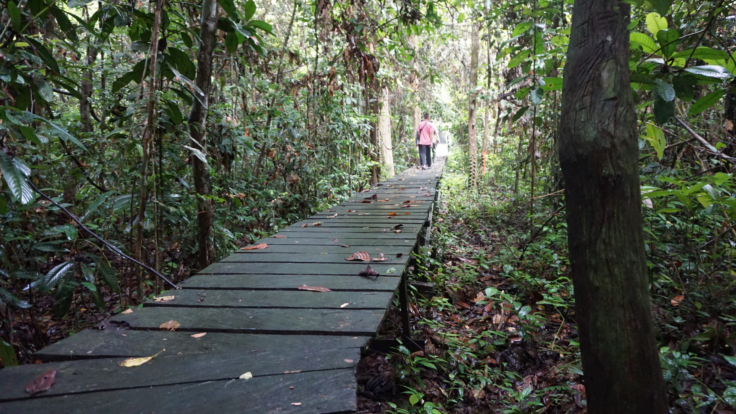 Sangkima, Surga Hutan Hujan Tropis di Kalimantan Sangkima, Surga Hutan Hujan Tropis di Kalimantan
