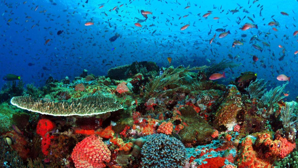 Spot Diving di Indonesia Terbaik & Mendunia Spot Diving di Indonesia Terbaik & Mendunia