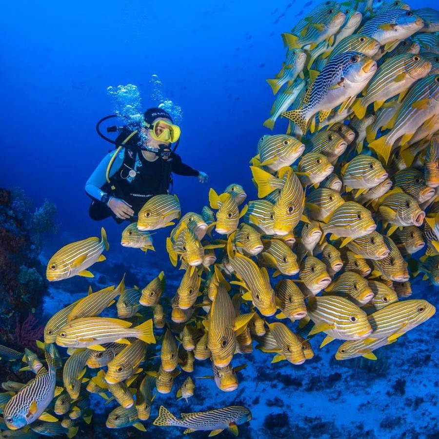 Spot Diving Terbaik di Dunia, Indonesia Salah Satunya! Spot Diving Terbaik di Dunia, Indonesia Salah Satunya!