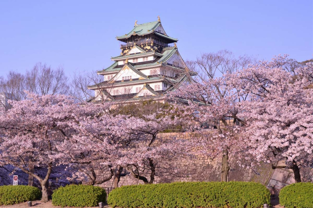 tempat wisata bunga sakura terbaik di Osaka tahun ini tempat wisata bunga sakura terbaik di Osaka tahun ini