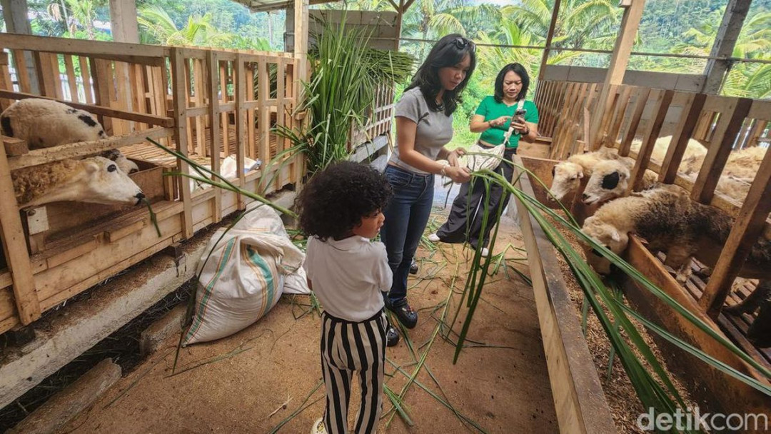 Melihat Wisata Edukasi Peternakan Kambing di Wonosobo Jawa Tengah Melihat Wisata Edukasi Peternakan Kambing di Wonosobo Jawa Tengah