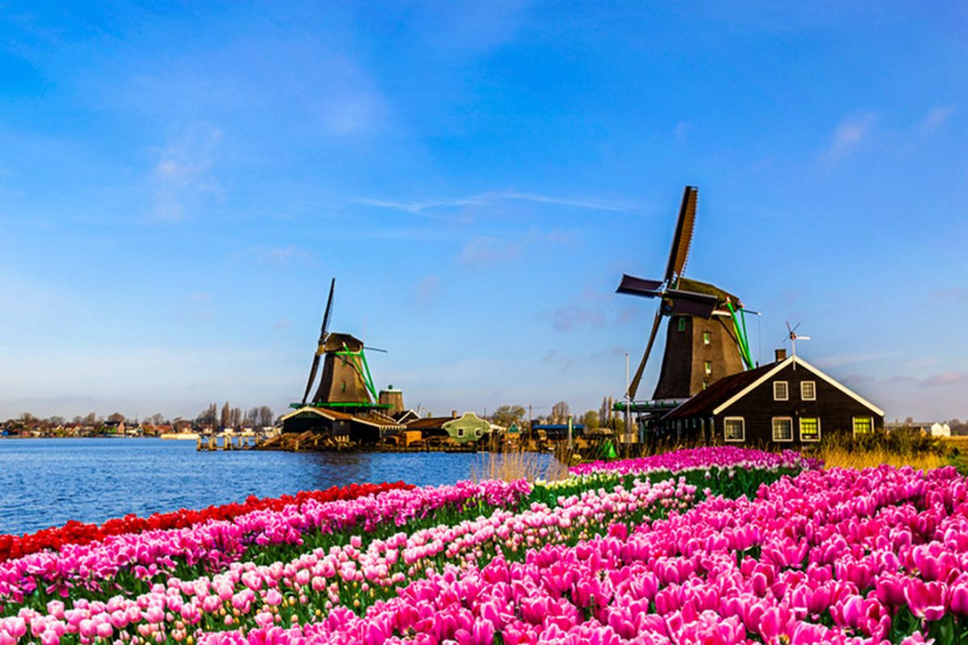 Tempat Terbaik untuk Menyaksikan Musim Tulip di Belanda Tempat Terbaik untuk Menyaksikan Musim Tulip di Belanda