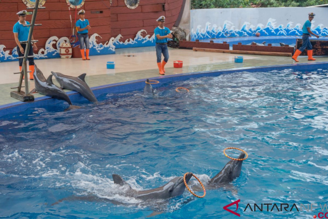 Wisata Lumba-Lumba - ANTARA News Wisata Lumba-Lumba - ANTARA News